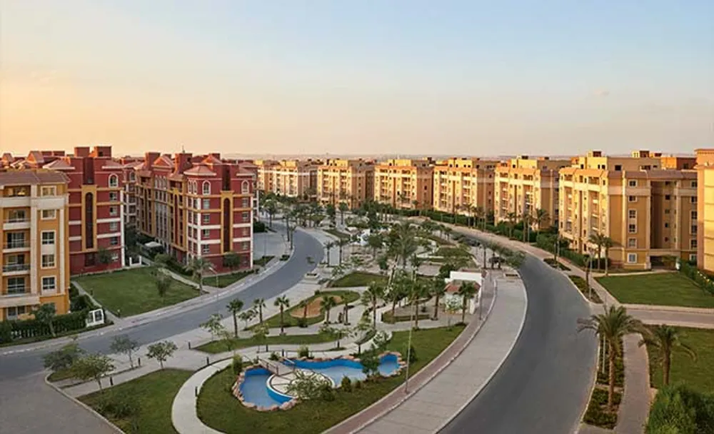 Degla palms
